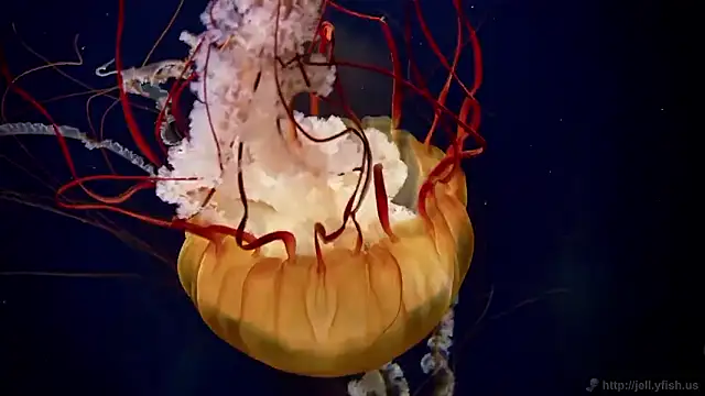 streamy test15 online show from 12.17.25