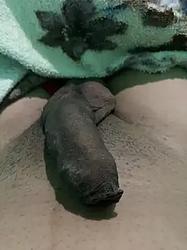 king cum  online show from 01.12.25