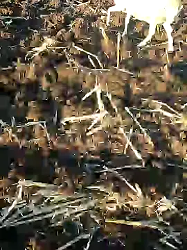 murokkk31 online show from 01.09.25