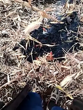 murokkk31 online show from 11.27.25