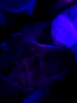 Hotpussy3ox online show from 02.01.26