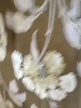 Raat ki rani  online show from 01.04.25