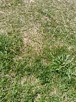 Gururonny07 online show from 03.06.25