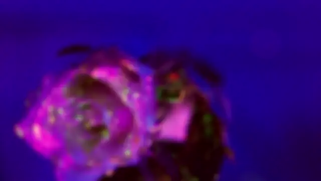 Snapshot of HeyBananas chatting on 01.18.26 HeyBananas online show from 01.18.26