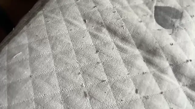 Hungry  Puppy online show from 04.28.26