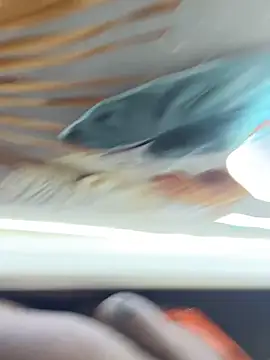 BigBossaNova69 online show from 10.08.25