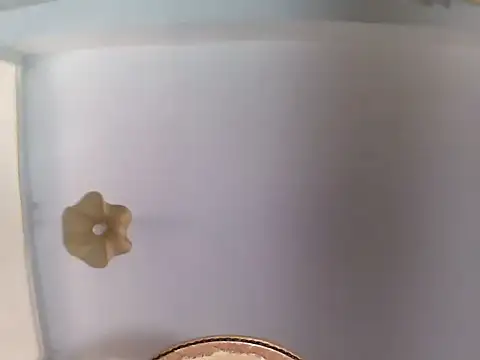 Snapshot of culalimer chatting on 06.23.26 culalimer online show from 06.23.26