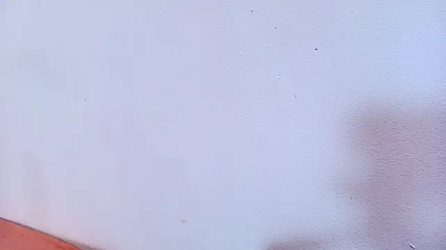 Amy wats0n online show from 03.12.25