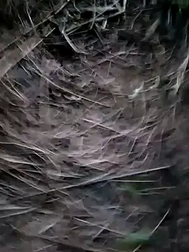 Guru2 online show from 01.29.25