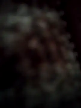 RODRI POLLADURA online show from 11.28.25