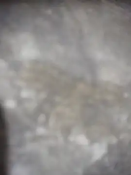 Snapshot of Feeroo11 chatting on 04.16.26 Feeroo11 online show from 04.16.26