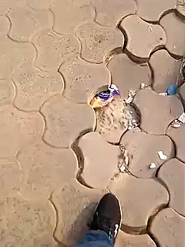 Snapshot of Raj41 chatting on 12.02.25 Raj41 online show from 12.02.25