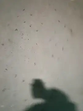 Snapshot of Raj41 chatting on 01.09.26 Raj41 online show from 01.09.26