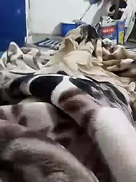 Playboy bhabhi 00 online show from 02.06.25