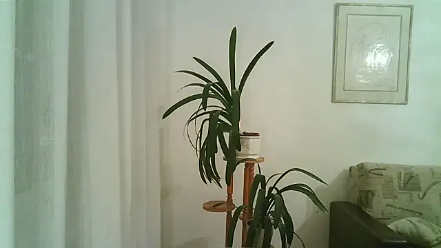 Dartanjanas13 online show from 11.28.25