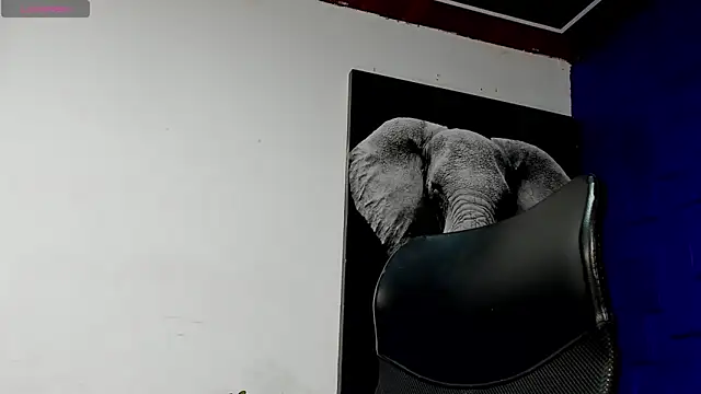 king falconer online show from 11.17.25