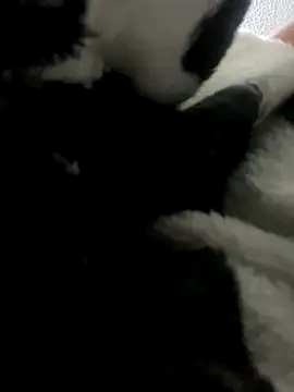 Sallem Pink online show from 10.09.25