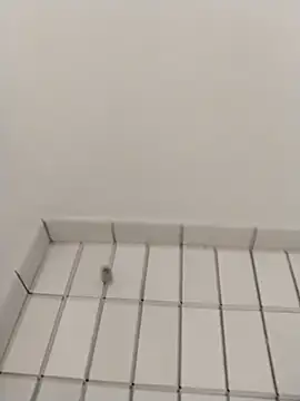 Ajayy01 online show from 10.31.25