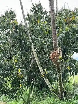 Marco Vega online show from 03.27.26