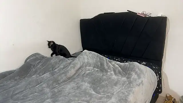 Conor Taylor online show from 09.09.25