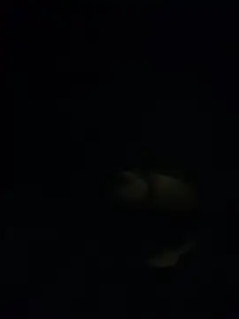 shakeweight online show from 11.18.25