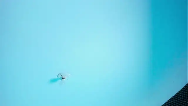 Im naho online show from 03.30.26