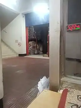 sk24d online show from 11.17.25