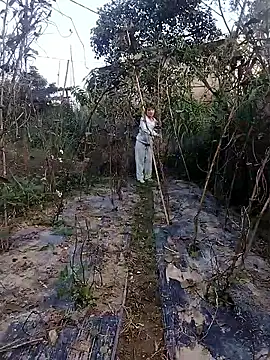 linda bae00 online show from 11.27.25