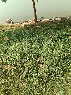 king godgm online show from 12.21.25