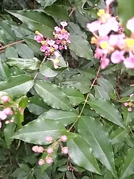 Thaohoa love online show from 09.09.25