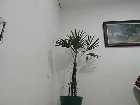 Young handsome online show from 09.11.25