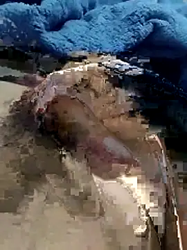 Snapshot of hdz3012 chatting on 11.15.25 hdz3012 online show from 11.15.25