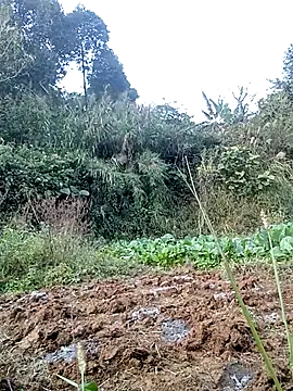 hera-00 online show from 11.24.25