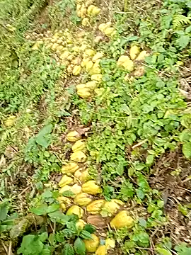 hera-00 online show from 01.13.26