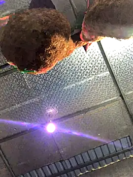 leehank01 online show from 11.15.25