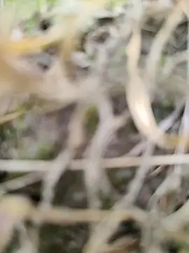 karandeep Bhagat online show from 03.26.26