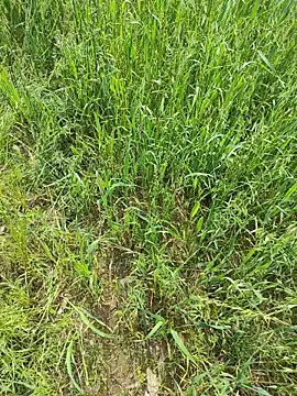 karandeep Bhagat online show from 04.19.26