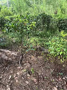 Gihan sil1088 online show from 09.20.25