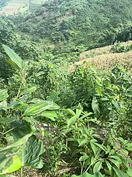 hi-hi-zz online show from 11.14.25