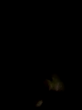 an-show online show from 12.04.25