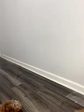 shantallroos online show from 11.28.25