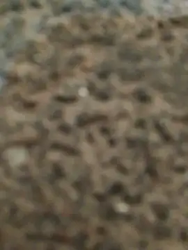 Orlao25cm online show from 11.12.25