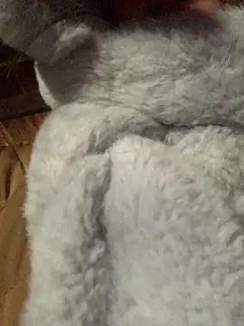 Snapshot of bi-bo123 chatting on 01.08.26 bi-bo123 online show from 01.08.26