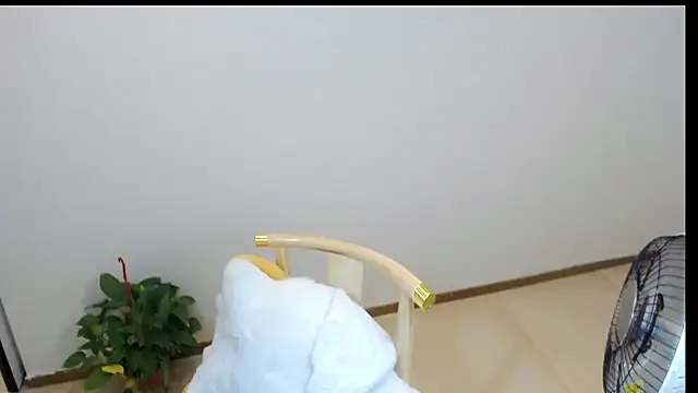 Shaurk online show from 02.23.26