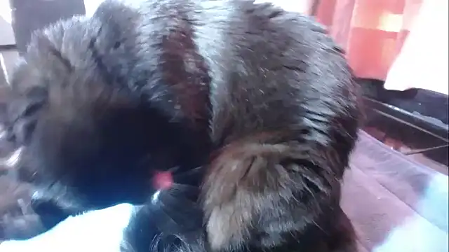 Snapshot of sasha_sexy1 chatting on 03.01.26 sasha sexy1 online show from 03.01.26