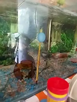 reynaafro93 online show from 11.18.25