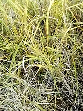 beba1100 online show from 11.25.25