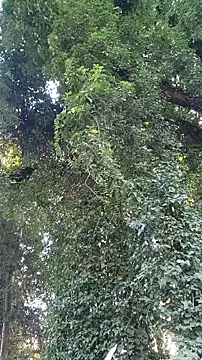 Horny hippie online show from 10.24.25