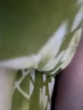 Aalam 0890 online show from 12.15.25