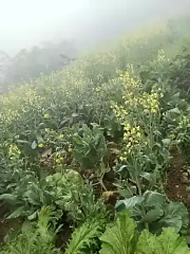 neko-nancy online show from 02.08.26